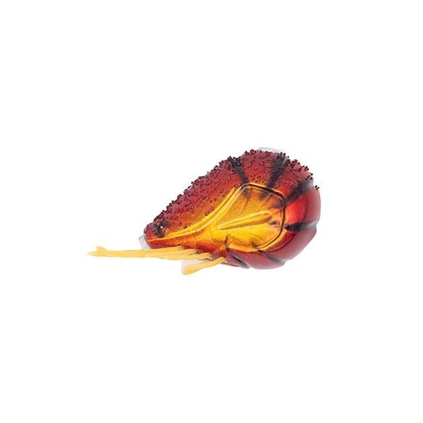 GEECRACK EBIDAMA THROUGH 150G - RED GOLD EBI